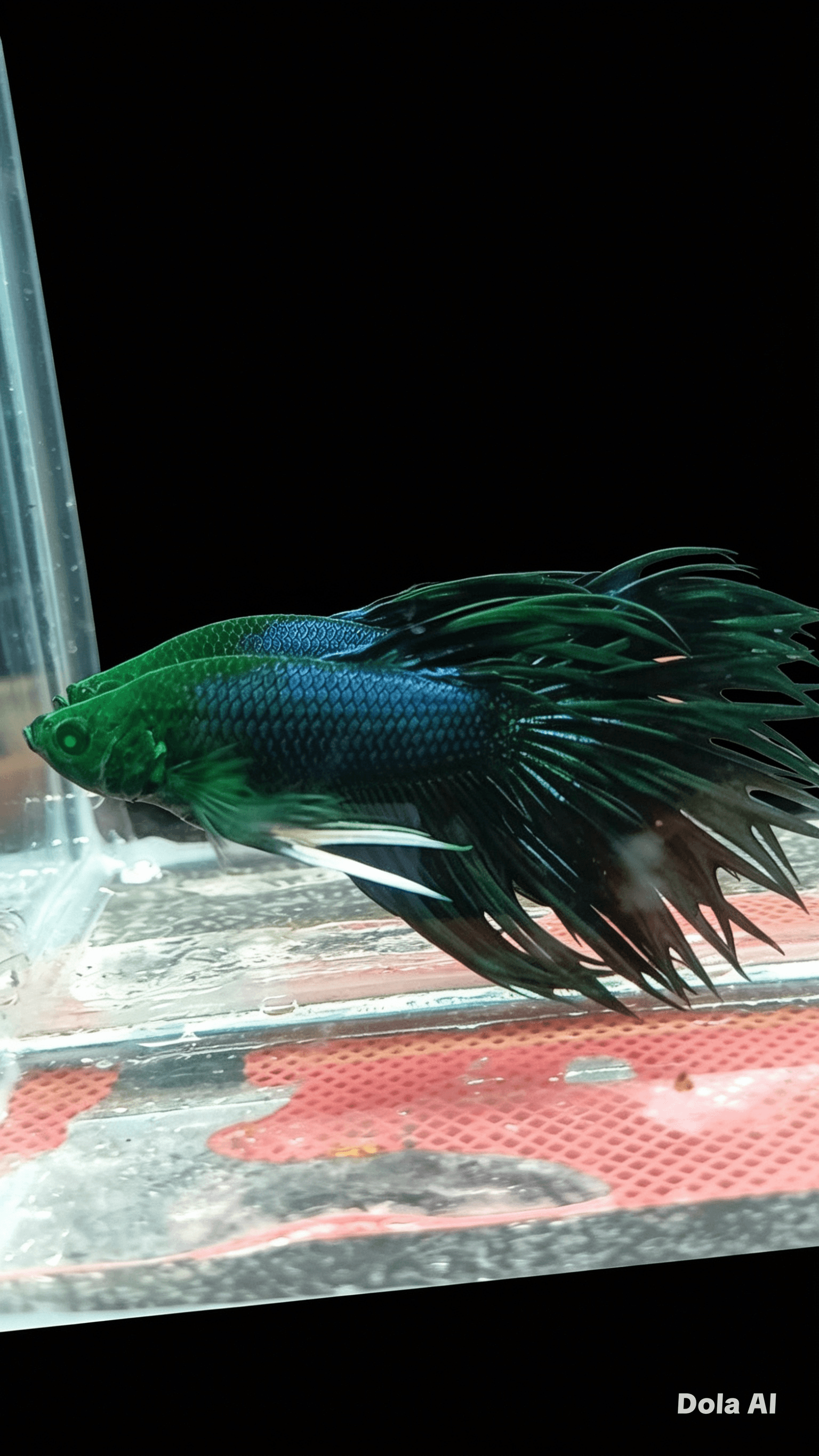 Eyes phantom king crown tail black orcid - Gambar 1